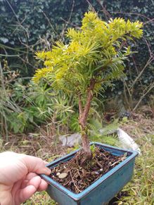 Bonsai Yew tree