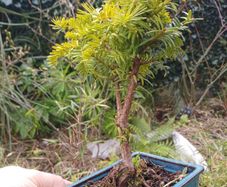 Bonsai Yew tree