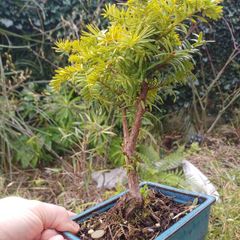 Bonsai Yew tree