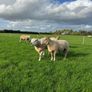 Rams Image 5