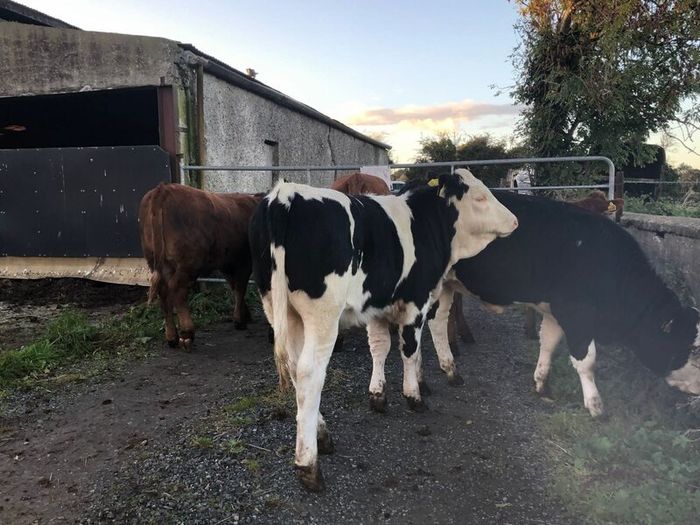 Coloured heifers for sale.