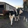 Coloured heifers for sale. Image 3