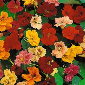 (N) Nasturtium Jewel Mixed seeds 3g (414314)