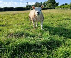 5 Young Texel Females (PBR) ready for the ram.