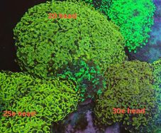 hammer coral frags