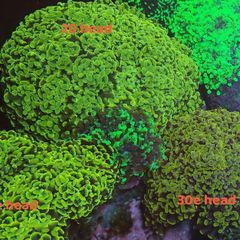 hammer coral frags