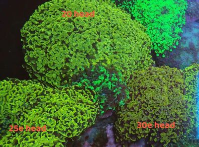 hammer coral frags