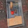 Hamster Image 2