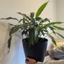 Indoor plant Image 3