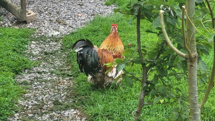 Rooster frizzel feathered