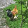 Rooster frizzel feathered Image 5