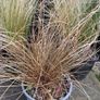 tall grasses , 4 " green pony tail " & 1 bronze  , Image 3