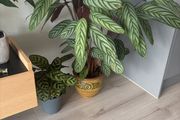 houseplant