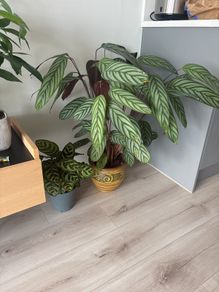 houseplant