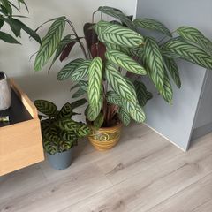 houseplant