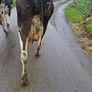 Pbr cows Image 3