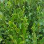 Griselinia Hedging Image 6