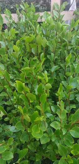 Griselinia Hedging