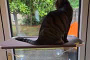 Cat Hammock