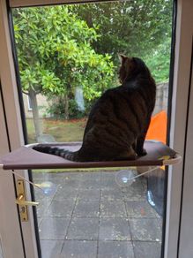 Cat Hammock