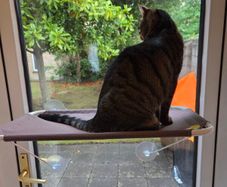 Cat Hammock