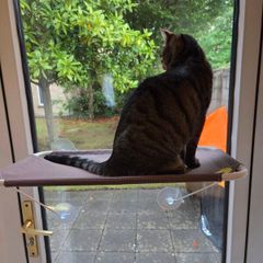 Cat Hammock