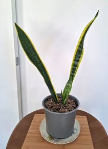 Snake plant