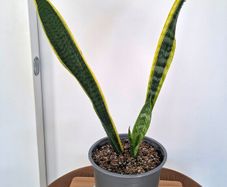 Snake plant
