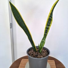 Snake plant