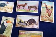 Collector Cards. Chivers Wild Wisdom in Africa Cards.