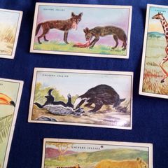 Collector Cards. Chivers Wild Wisdom in Africa Cards.