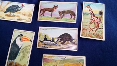 Collector Cards. Chivers Wild Wisdom in Africa Cards.
