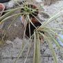 Free plants Image 2