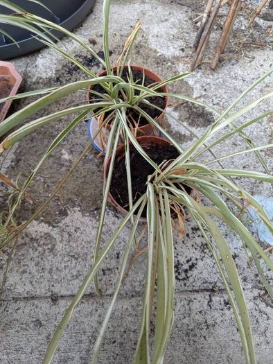 Free plants