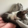 Adoption Image 3