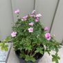 Geranium Image 2