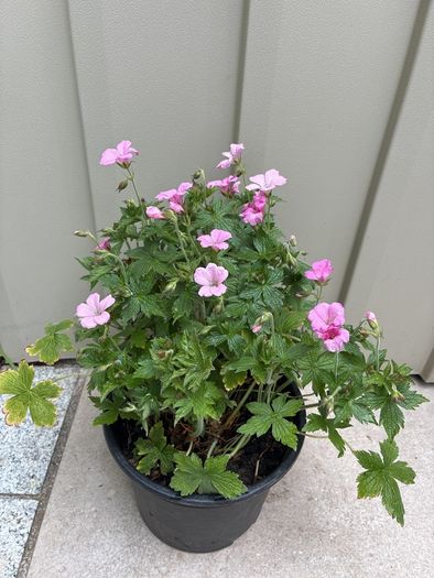 Geranium