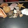 Seashell lot Image 2