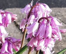 5 Spanish Blue Bell bulbs