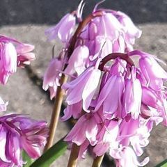 5 Spanish Blue Bell bulbs