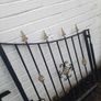 Set of gates Image 3
