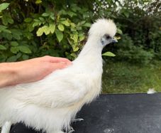 Poultry