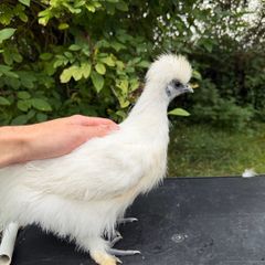 Poultry
