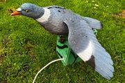 shooting decoy