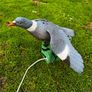 decoy pigeon Image 6