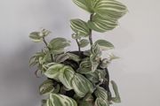 Tradescantia Plant