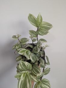 Tradescantia Plant