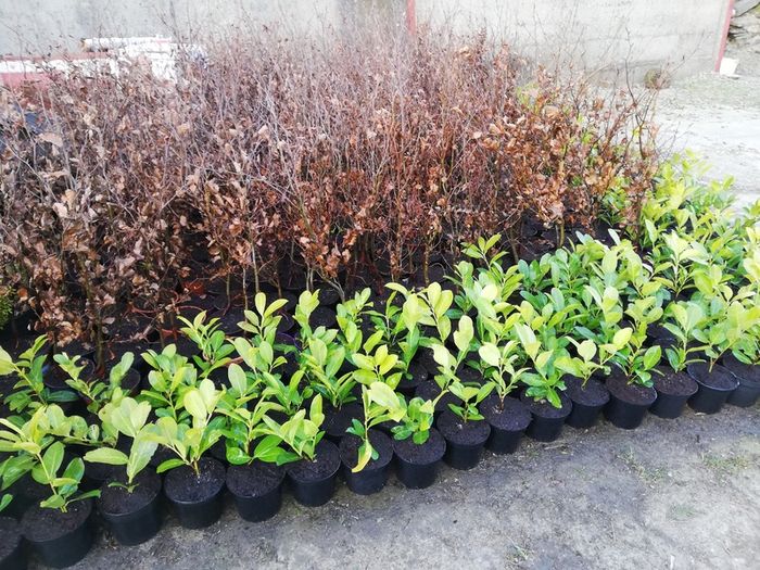 Laurel Hedging