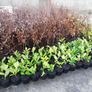Laurel Hedging Image 4