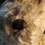 25" 1930's Fully Articulated Mohair Teddy Bear Image 4